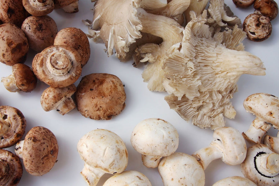Let's talk about mushrooms!!
